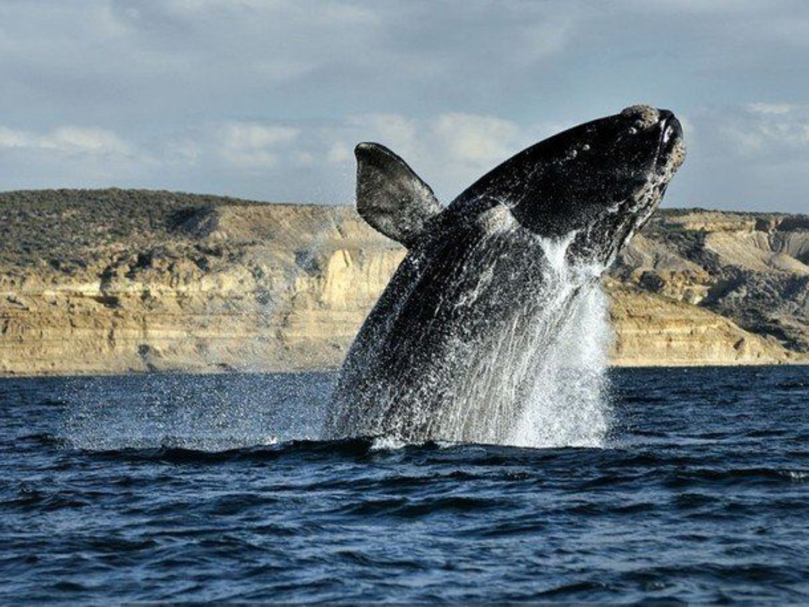 Trelew - Avistaje de ballenas